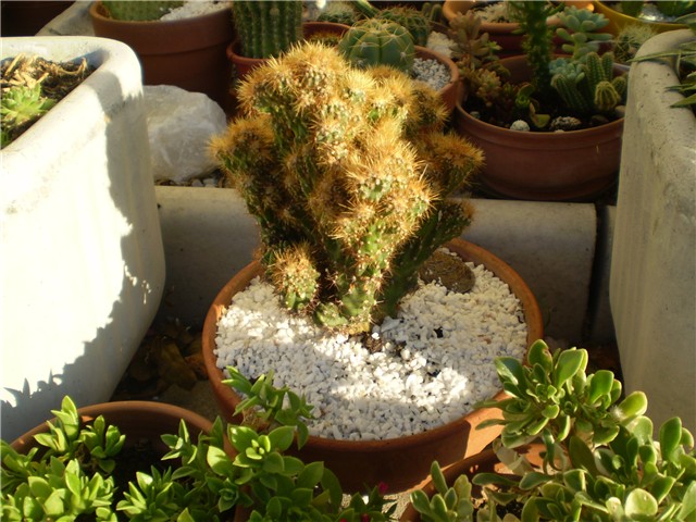 kaktus